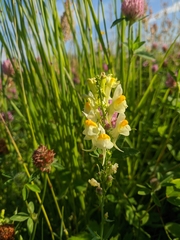 Linaria acutiloba