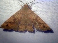 Ugia serrilinea