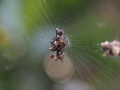 Cyclosa confusa