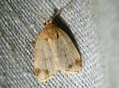 Utriculofera fuscapex