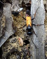 Priocnemis conformis