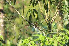 Culicicapa ceylonensis