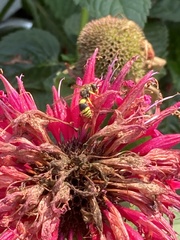 Ancistrocerus parietum