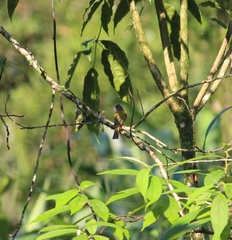 Culicicapa ceylonensis