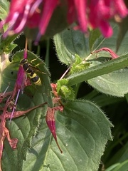 Ancistrocerus parietum