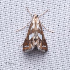 Chrysendeton imitabilis