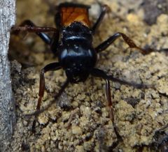 Priocnemis conformis