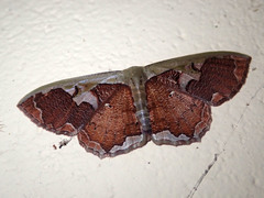 Zythos turbata