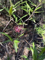 Grevillea diffusa