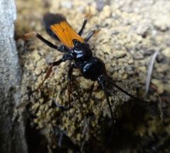 Priocnemis conformis