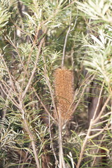 Banksia collina
