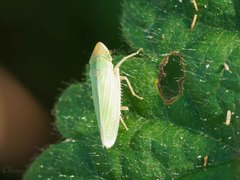 Draeculacephala crassicornis