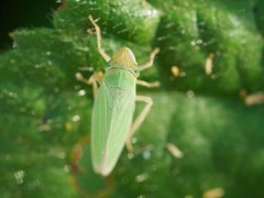 Draeculacephala crassicornis