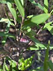 Grevillea diffusa