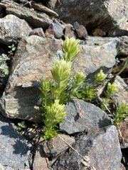 Castilleja parviflora albida