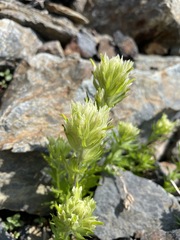Castilleja parviflora albida