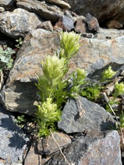 Castilleja parviflora albida