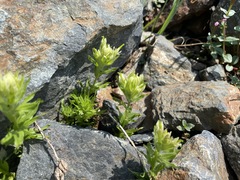 Castilleja parviflora albida