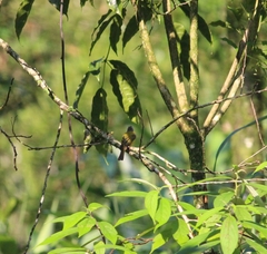 Culicicapa ceylonensis