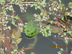 Euphlyctis hexadactyla