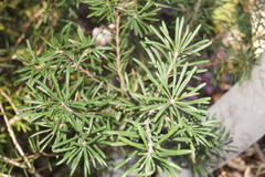 Banksia collina