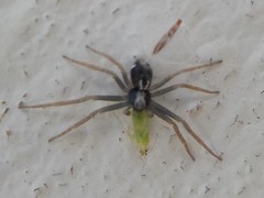 Pulchellodromus pulchellus