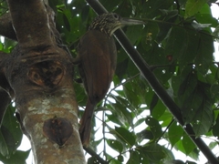 Xiphorhynchus guttatus