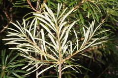 Banksia collina
