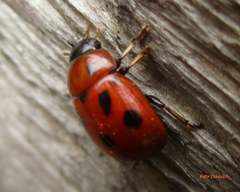 Gonioctena fornicata
