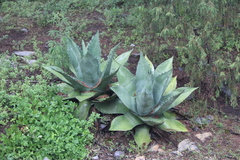 Agave salmiana crassispina