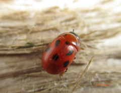 Gonioctena fornicata