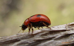 Gonioctena fornicata