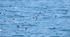 Puffinus yelkouan