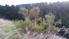 Aceria carmichaeliae