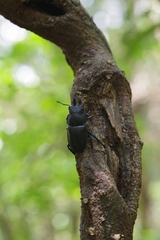 Neolucanus sinicus championi