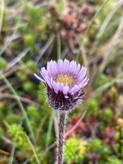 Erigeron uniflorus
