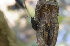 Neolucanus sinicus championi
