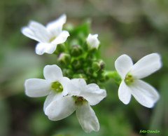 Calepina irregularis