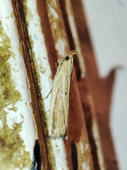 Hypsotropa unipunctella