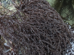 Odonthalia floccosa
