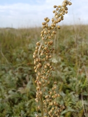 Artemisia armeniaca