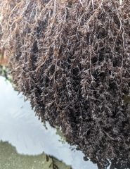Odonthalia floccosa