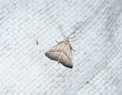 Macrochilo hypocritalis