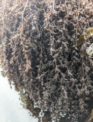 Odonthalia floccosa