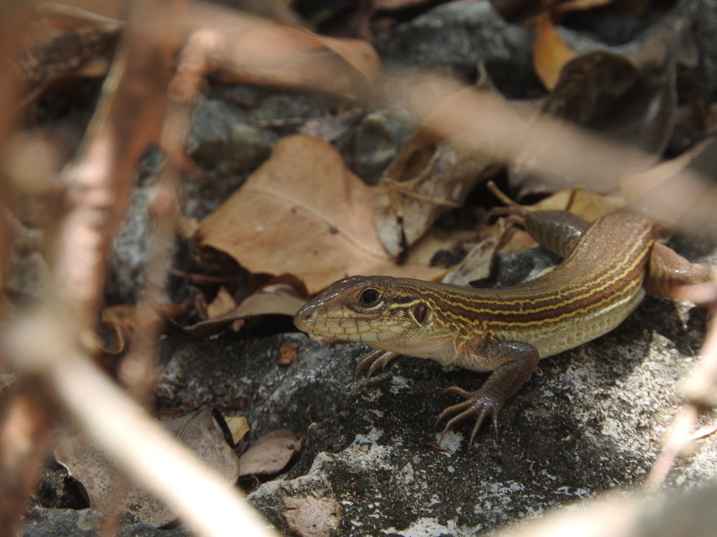 Cozumel Racerunner