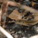 Aspidoscelis cozumela - Photo 由 Janet Guardiola 所上傳的 (c) Janet Guardiola，保留部份權利CC BY-NC