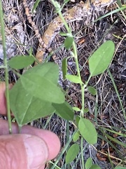 Chenopodium atrovirens