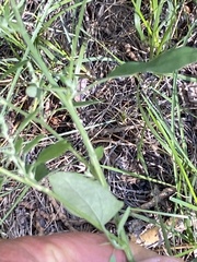 Chenopodium atrovirens