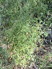 Chenopodium atrovirens