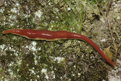 Arthurdendyus testaceus